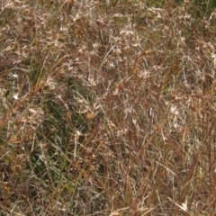 Themeda triandra (Kangaroo Grass) at Hawker, ACT - 23 Jan 2023 by pinnaCLE