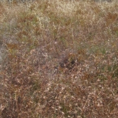 Themeda triandra at Hawker, ACT - 23 Jan 2023 09:40 AM