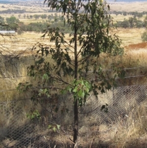 Brachychiton populneus subsp. populneus at Hawker, ACT - 23 Jan 2023