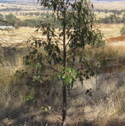 Brachychiton populneus subsp. populneus (Kurrajong) at Hawker, ACT - 22 Jan 2023 by pinnaCLE