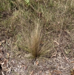 Nassella trichotoma (Serrated Tussock) at The Fair, Watson - 6 Feb 2023 by waltraud