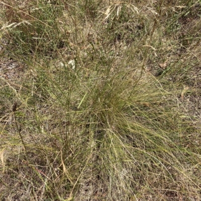 Nassella trichotoma (Serrated Tussock) at The Fair, Watson - 6 Feb 2023 by waltraud