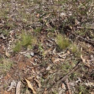 Nassella trichotoma at Watson, ACT - 6 Feb 2023