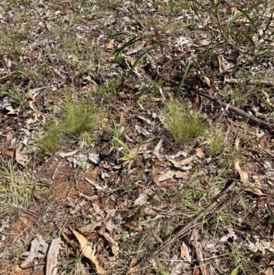 Nassella trichotoma (Serrated Tussock) at The Fair, Watson - 6 Feb 2023 by waltraud