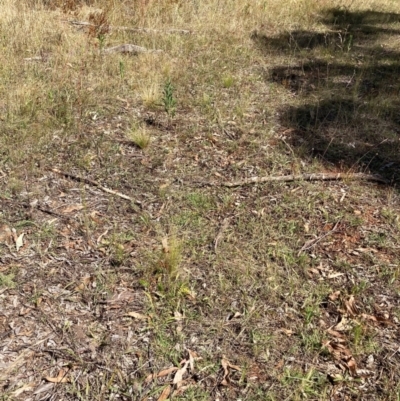 Nassella trichotoma (Serrated Tussock) at The Fair, Watson - 6 Feb 2023 by waltraud