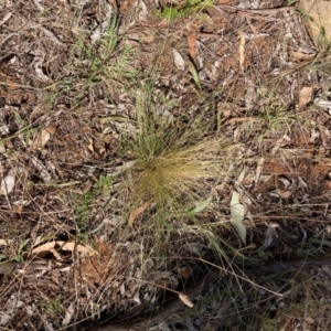 Nassella trichotoma at Watson, ACT - 6 Feb 2023