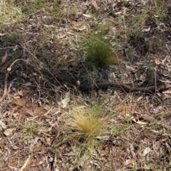 Nassella trichotoma (Serrated Tussock) at The Fair, Watson - 6 Feb 2023 by waltraud