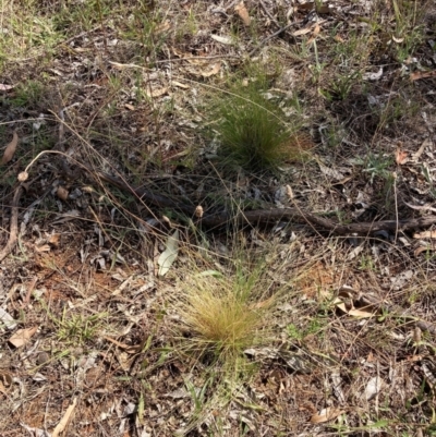 Nassella trichotoma (Serrated Tussock) at Watson, ACT - 6 Feb 2023 by waltraud