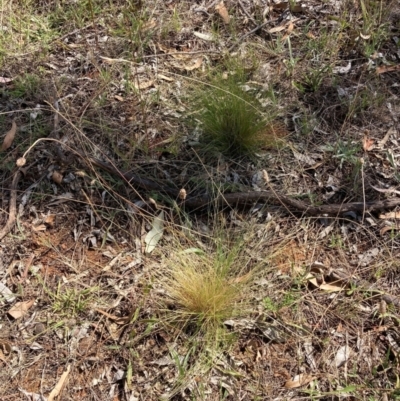 Nassella trichotoma (Serrated Tussock) at The Fair, Watson - 6 Feb 2023 by waltraud