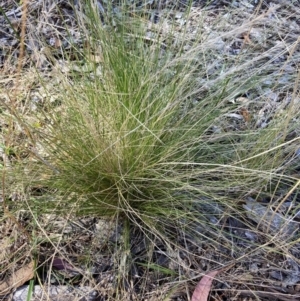 Nassella trichotoma at Watson, ACT - 6 Feb 2023