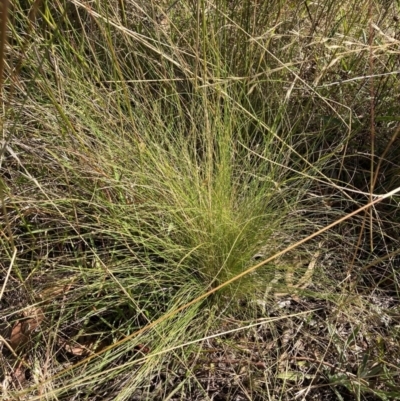 Nassella trichotoma (Serrated Tussock) at The Fair, Watson - 6 Feb 2023 by waltraud