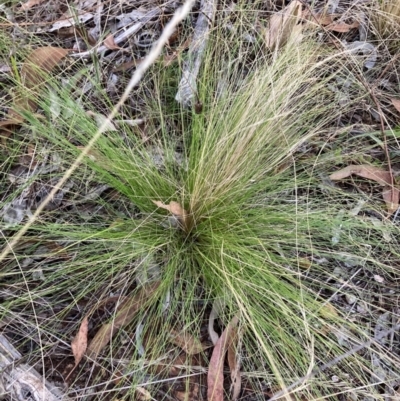 Nassella trichotoma (Serrated Tussock) at The Fair, Watson - 6 Feb 2023 by waltraud