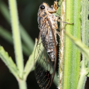 Galanga labeculata at Macgregor, ACT - 7 Feb 2023