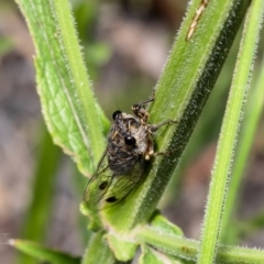 Galanga labeculata at Macgregor, ACT - 7 Feb 2023