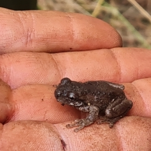 Litoria peronii at Paddys River, ACT - 7 Feb 2023