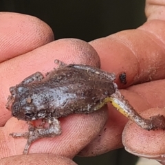 Litoria peronii at Paddys River, ACT - 7 Feb 2023