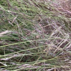 Nassella neesiana (Chilean Needlegrass) at Hackett, ACT - 15 Dec 2022 by waltraud