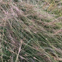 Nassella neesiana (Chilean Needlegrass) at Hackett, ACT - 15 Dec 2022 by waltraud