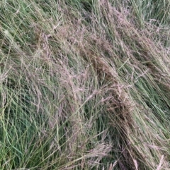 Nassella neesiana (Chilean Needlegrass) at Hackett, ACT - 15 Dec 2022 by waltraud