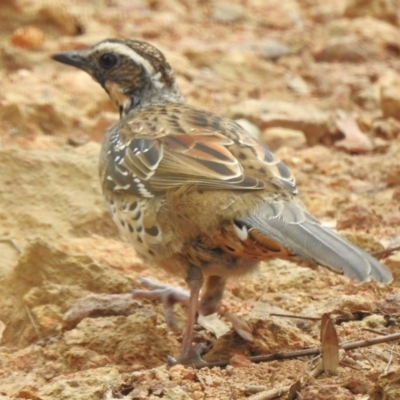 Cinclosoma punctatum (Spotted Quail-thrush) at Cotter Reserve - 6 Feb 2023 by JohnBundock
