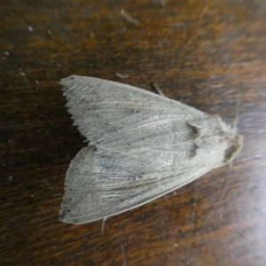 Mythimna (Pseudaletia) convecta at Charleys Forest, NSW - suppressed