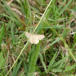 Scopula rubraria at Charleys Forest, NSW - suppressed