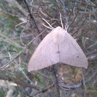 Gastrophora henricaria (Fallen-bark Looper, Beautiful Leaf Moth) at Charleys Forest, NSW - 12 Nov 2020 by arjay
