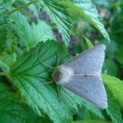 Arhodia lasiocamparia (Pink Arhodia) at Charleys Forest, NSW - 10 Oct 2020 by arjay