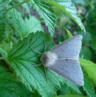 Arhodia lasiocamparia (Pink Arhodia) at Charleys Forest, NSW - 10 Oct 2020 by arjay