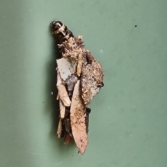 Psychidae (family) IMMATURE (Unidentified case moth or bagworm) at Isaacs, ACT - 7 Feb 2023 by Mike