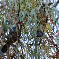 Callocephalon fimbriatum (Gang-gang Cockatoo) at Red Hill to Yarralumla Creek - 5 Feb 2023 by LisaH