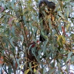 Callocephalon fimbriatum at Hughes, ACT - 5 Feb 2023