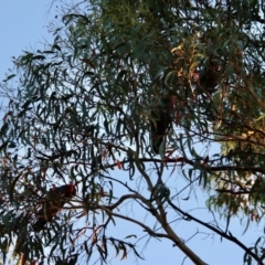 Callocephalon fimbriatum at Hughes, ACT - suppressed