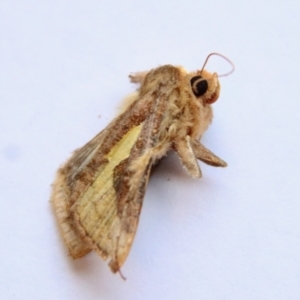 Thysanoplusia orichalcea at Hughes, ACT - 7 Feb 2023