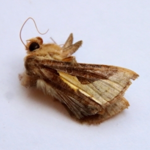 Thysanoplusia orichalcea at Hughes, ACT - 7 Feb 2023