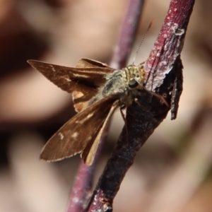 Dispar compacta at Broulee Moruya Nature Observation Area - 4 Feb 2023