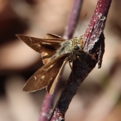 Unidentified Skipper (Hesperiidae) at Moruya, NSW - 4 Feb 2023 by LisaH