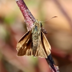 Dispar compacta at Broulee Moruya Nature Observation Area - 4 Feb 2023