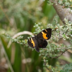 Tisiphone abeona (Varied Sword-grass Brown) at Tallaganda State Forest - 7 Feb 2023 by DPRees125