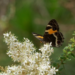 Tisiphone abeona (Varied Sword-grass Brown) at Tallaganda State Forest - 7 Feb 2023 by DPRees125