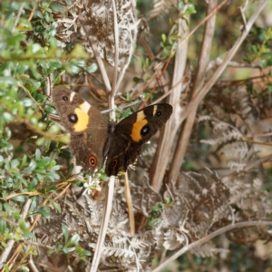 Tisiphone abeona at Farringdon, NSW - 7 Feb 2023