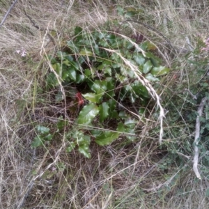 Berberis aquifolium at Cooma, NSW - 7 Feb 2023