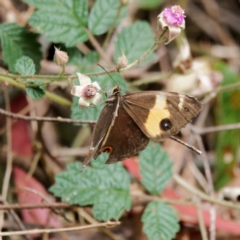 Tisiphone abeona (Varied Sword-grass Brown) at Tallaganda State Forest - 7 Feb 2023 by DPRees125