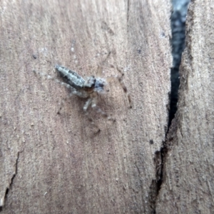 Helpis sp. (genus) at Cooma, NSW - 7 Feb 2023