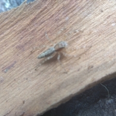 Helpis sp. (genus) at Cooma, NSW - 7 Feb 2023