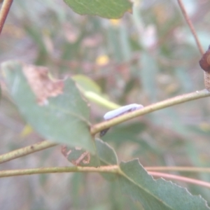 Anzora unicolor at Cooma, NSW - 7 Feb 2023