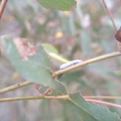 Anzora unicolor (Grey Planthopper) at Cooma North Ridge Reserve - 7 Feb 2023 by mahargiani