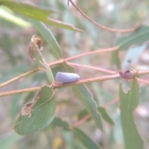 Anzora unicolor at Cooma, NSW - 7 Feb 2023