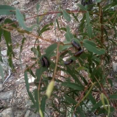 Paropsis sp. (genus) (A leaf beetle) at Cooma North Ridge Reserve - 7 Feb 2023 by mahargiani