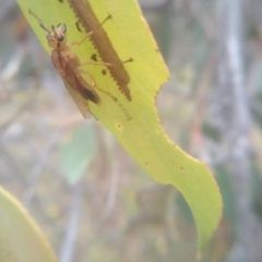 Pseudoperga lewisii (A Sawfly) at Cooma North Ridge Reserve - 7 Feb 2023 by mahargiani
